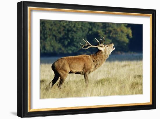 Red Deer Stag-Colin Varndell-Framed Photographic Print