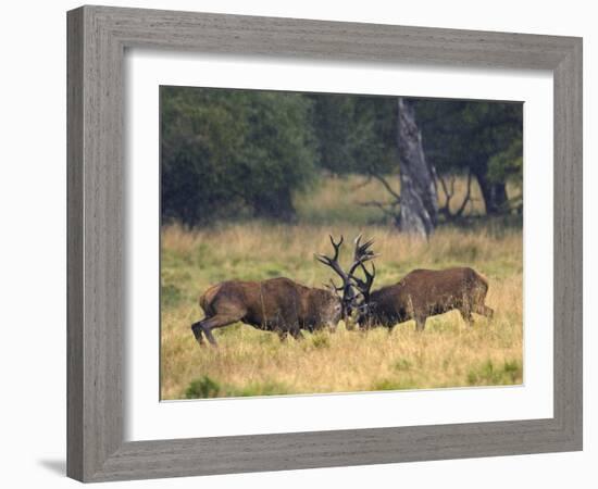 Red Deer Stags Fighting, Dyrehaven, Denmark-Edwin Giesbers-Framed Photographic Print