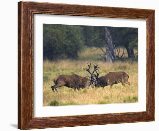 Red Deer Stags Fighting, Dyrehaven, Denmark-Edwin Giesbers-Framed Photographic Print