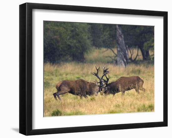 Red Deer Stags Fighting, Dyrehaven, Denmark-Edwin Giesbers-Framed Photographic Print