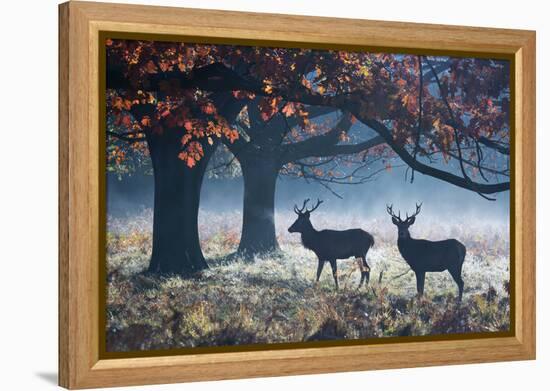 Red Deer Stags in a Forest with Colorful Fall Foliage-Alex Saberi-Framed Premier Image Canvas