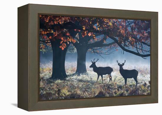 Red Deer Stags in a Forest with Colorful Fall Foliage-Alex Saberi-Framed Premier Image Canvas