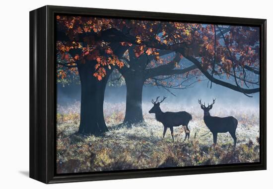 Red Deer Stags in a Forest with Colorful Fall Foliage-Alex Saberi-Framed Premier Image Canvas