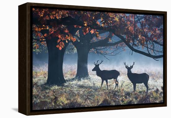 Red Deer Stags in a Forest with Colorful Fall Foliage-Alex Saberi-Framed Premier Image Canvas