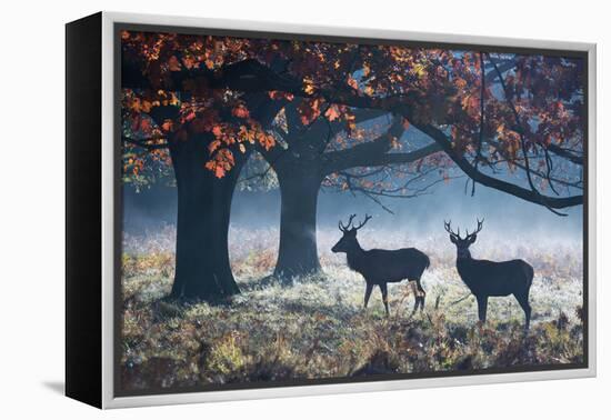 Red Deer Stags in a Forest with Colorful Fall Foliage-Alex Saberi-Framed Premier Image Canvas