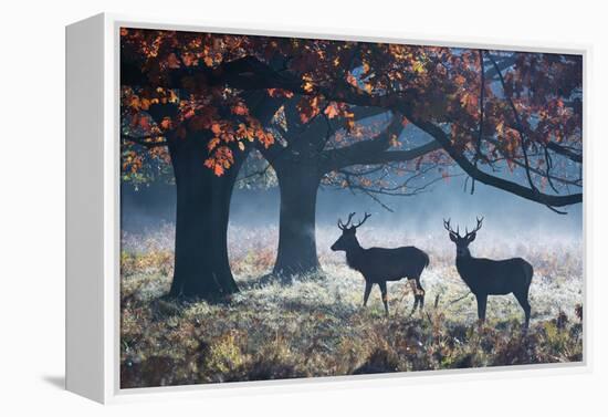 Red Deer Stags in a Forest with Colorful Fall Foliage-Alex Saberi-Framed Premier Image Canvas