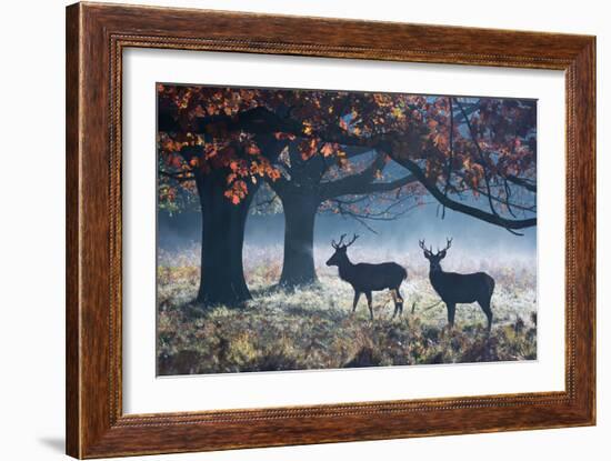 Red Deer Stags in a Forest with Colorful Fall Foliage-Alex Saberi-Framed Photographic Print