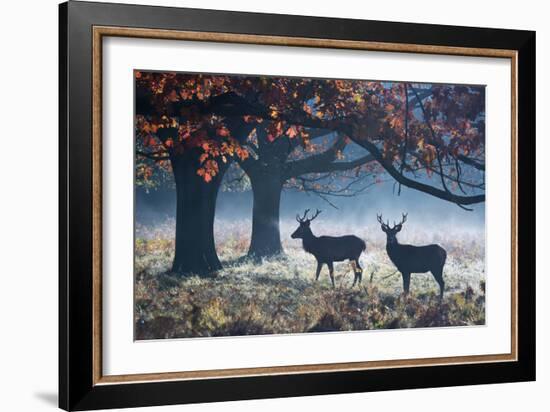 Red Deer Stags in a Forest with Colorful Fall Foliage-Alex Saberi-Framed Photographic Print