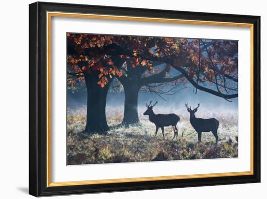 Red Deer Stags in a Forest with Colorful Fall Foliage-Alex Saberi-Framed Photographic Print