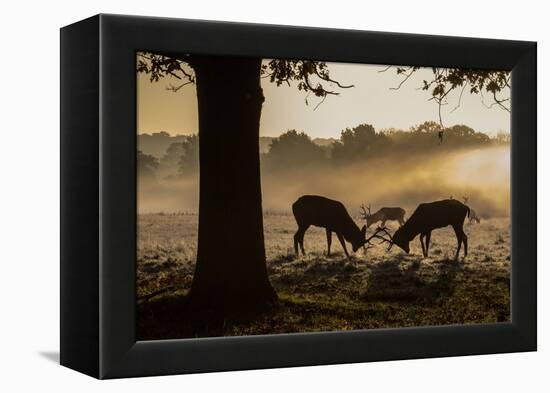 Red Deer Stags Rutting at Sunrise in a Misty Landscape-Alex Saberi-Framed Premier Image Canvas