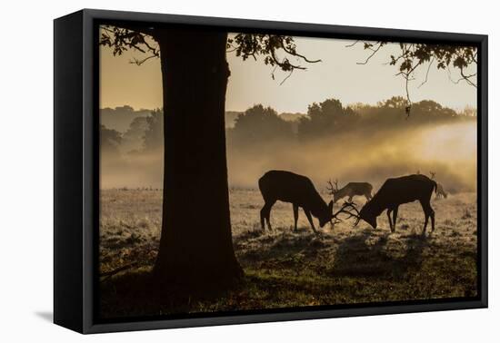 Red Deer Stags Rutting at Sunrise in a Misty Landscape-Alex Saberi-Framed Premier Image Canvas