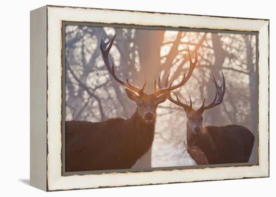 Red Deer Stags Stand in a Forest on a Misty Morning-Alex Saberi-Framed Premier Image Canvas
