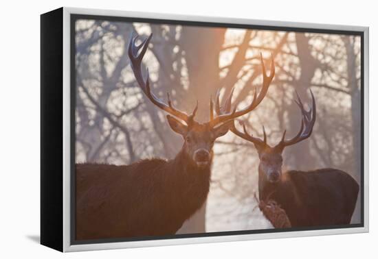 Red Deer Stags Stand in a Forest on a Misty Morning-Alex Saberi-Framed Premier Image Canvas