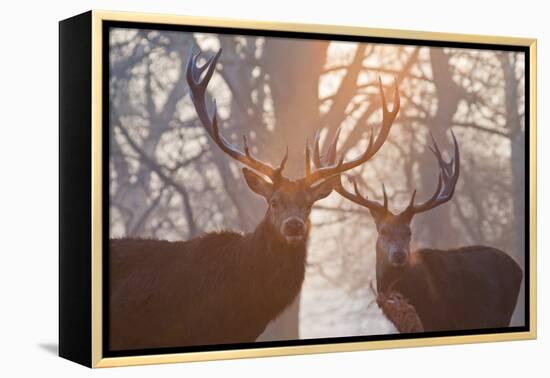 Red Deer Stags Stand in a Forest on a Misty Morning-Alex Saberi-Framed Premier Image Canvas