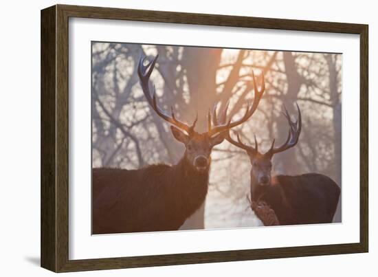 Red Deer Stags Stand in a Forest on a Misty Morning-Alex Saberi-Framed Photographic Print