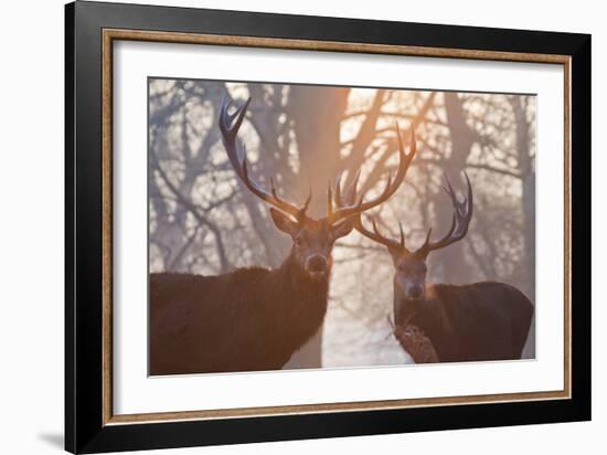 Red Deer Stags Stand in a Forest on a Misty Morning-Alex Saberi-Framed Photographic Print