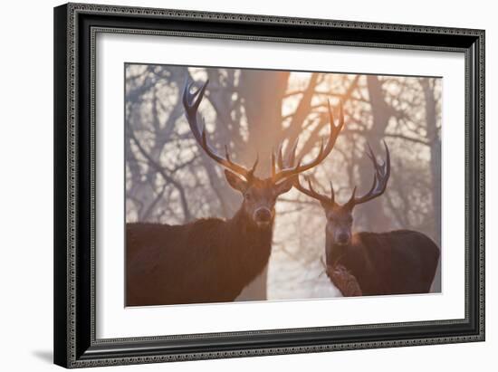 Red Deer Stags Stand in a Forest on a Misty Morning-Alex Saberi-Framed Photographic Print