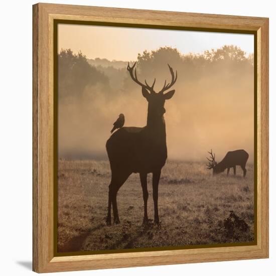 Red Deer Stags Stand in Morning Mist, One with a Crow on His Back-Alex Saberi-Framed Premier Image Canvas