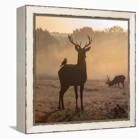 Red Deer Stags Stand in Morning Mist, One with a Crow on His Back-Alex Saberi-Framed Premier Image Canvas