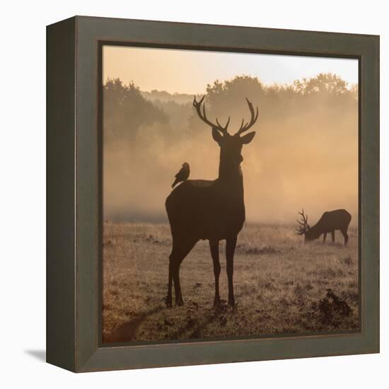 Red Deer Stags Stand in Morning Mist, One with a Crow on His Back-Alex Saberi-Framed Premier Image Canvas