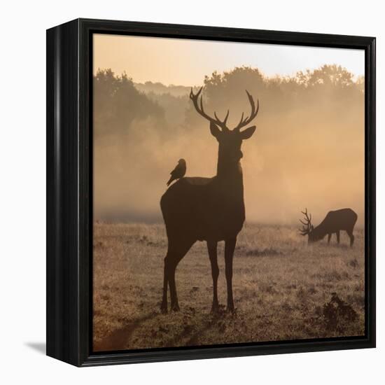 Red Deer Stags Stand in Morning Mist, One with a Crow on His Back-Alex Saberi-Framed Premier Image Canvas