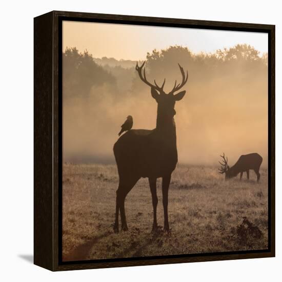 Red Deer Stags Stand in Morning Mist, One with a Crow on His Back-Alex Saberi-Framed Premier Image Canvas