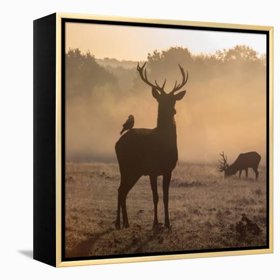 Red Deer Stags Stand in Morning Mist, One with a Crow on His Back-Alex Saberi-Framed Premier Image Canvas