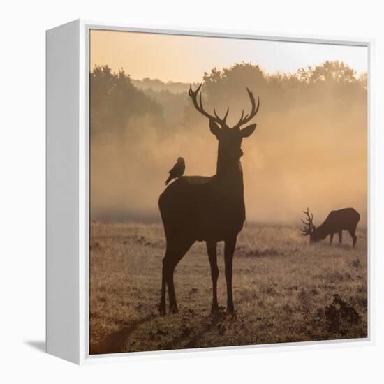Red Deer Stags Stand in Morning Mist, One with a Crow on His Back-Alex Saberi-Framed Premier Image Canvas
