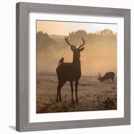 Red Deer Stags Stand in Morning Mist, One with a Crow on His Back-Alex Saberi-Framed Photographic Print