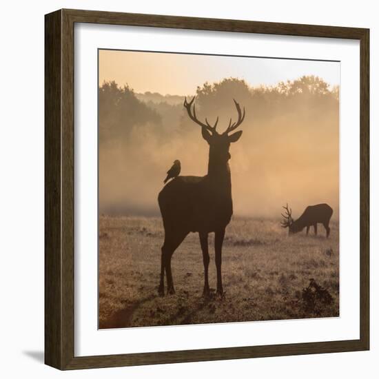 Red Deer Stags Stand in Morning Mist, One with a Crow on His Back-Alex Saberi-Framed Photographic Print