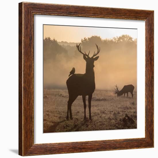 Red Deer Stags Stand in Morning Mist, One with a Crow on His Back-Alex Saberi-Framed Photographic Print