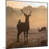 Red Deer Stags Stand in Morning Mist, One with a Crow on His Back-Alex Saberi-Mounted Photographic Print