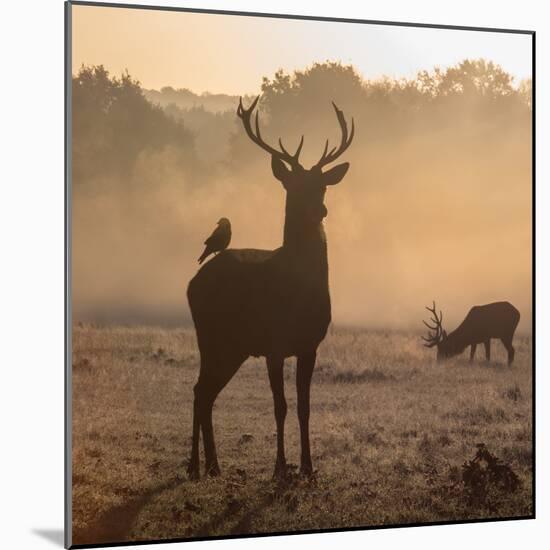 Red Deer Stags Stand in Morning Mist, One with a Crow on His Back-Alex Saberi-Mounted Photographic Print