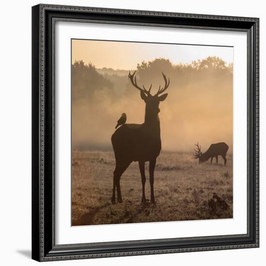 Red Deer Stags Stand in Morning Mist, One with a Crow on His Back-Alex Saberi-Framed Photographic Print