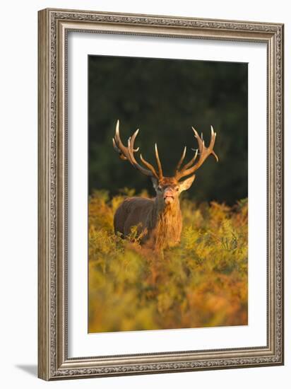 Red Deer Standing Amongst Braken in Beautiful-null-Framed Photographic Print