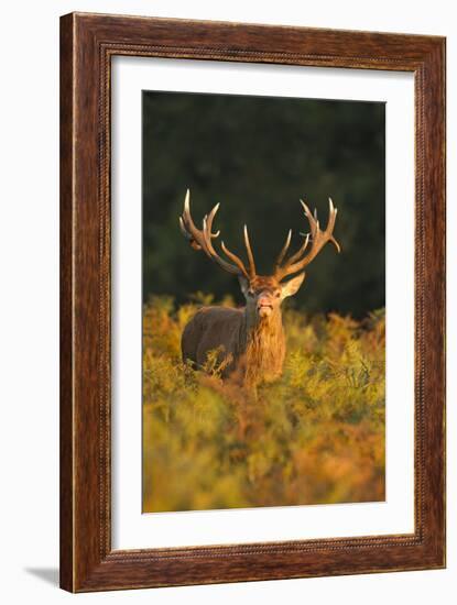 Red Deer Standing Amongst Braken in Beautiful-null-Framed Photographic Print