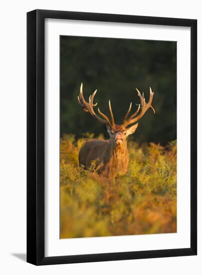 Red Deer Standing Amongst Braken in Beautiful-null-Framed Photographic Print