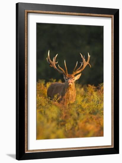 Red Deer Standing Amongst Braken in Beautiful-null-Framed Photographic Print