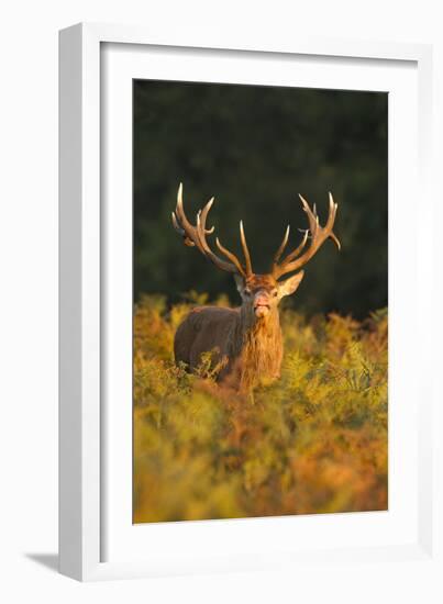 Red Deer Standing Amongst Braken in Beautiful-null-Framed Photographic Print