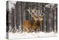 Stretched Canvas Print