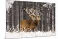 Premium Photographic Print