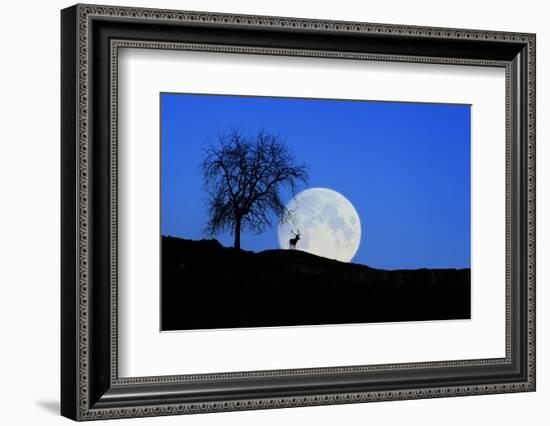 Red Deer with Moonrise (M)-Ludwig Mallaun-Framed Photographic Print