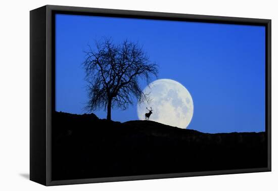 Red Deer with Moonrise (M)-Ludwig Mallaun-Framed Premier Image Canvas