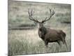 Premium Photographic Print
