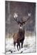 Premium Photographic Print