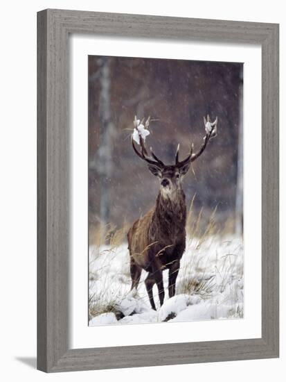 Red Deer-null-Framed Photographic Print