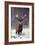 Red Deer-null-Framed Photographic Print