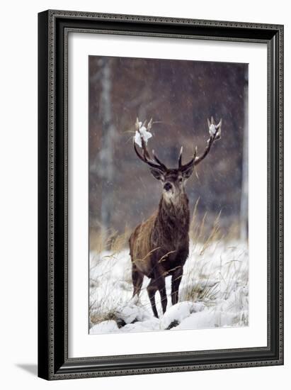 Red Deer-null-Framed Photographic Print