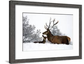 Red Deer-Reiner Bernhardt-Framed Photographic Print