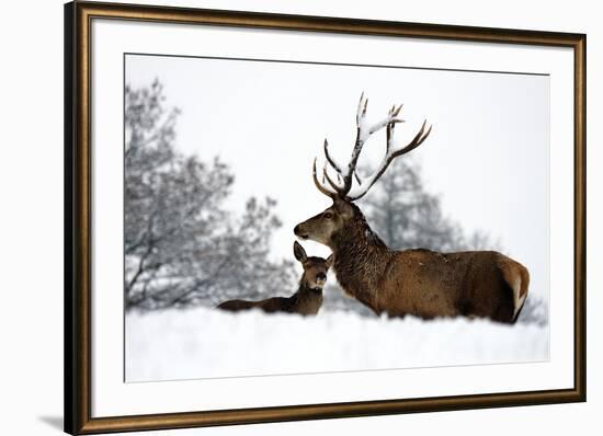 Red Deer-Reiner Bernhardt-Framed Photographic Print